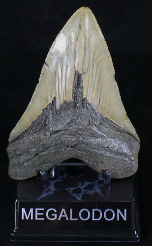 Huge Megalodon Tooth - North Carolina #18381